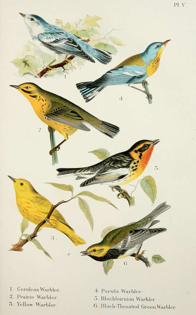 A popular handbook of the birds of the United States and Canada