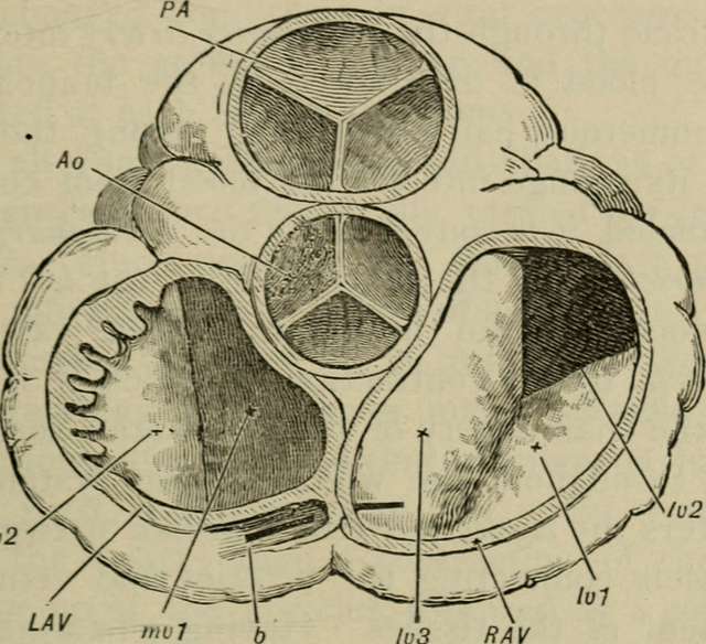 Orifices of the Heart seen from above in An academic physiology and ...