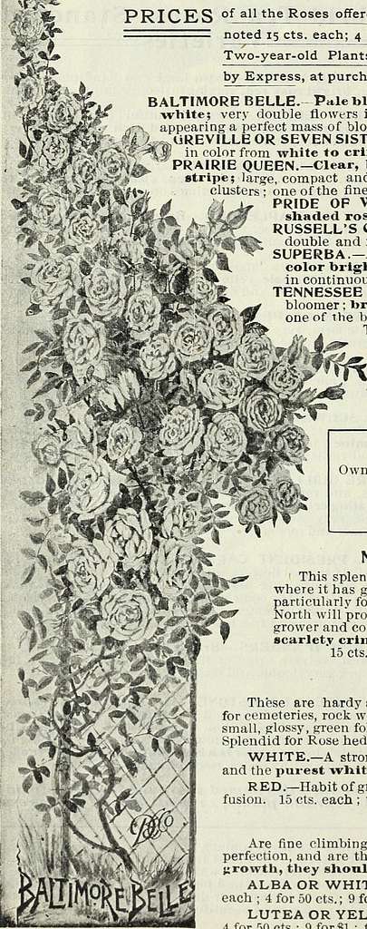 Our new guide to rose culture : typical D.&C. roses painted from