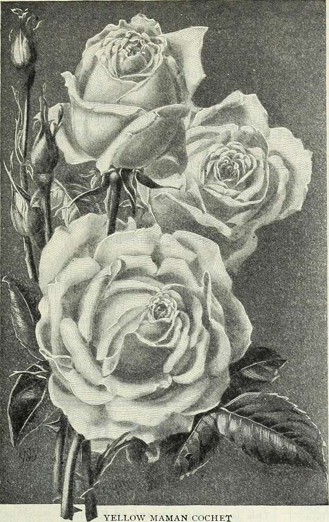 Our new guide to rose culture - typical D.&C. roses painted from nature  (1903) (14586206320) - PICRYL - Public Domain Media Search Engine Public  Domain Search