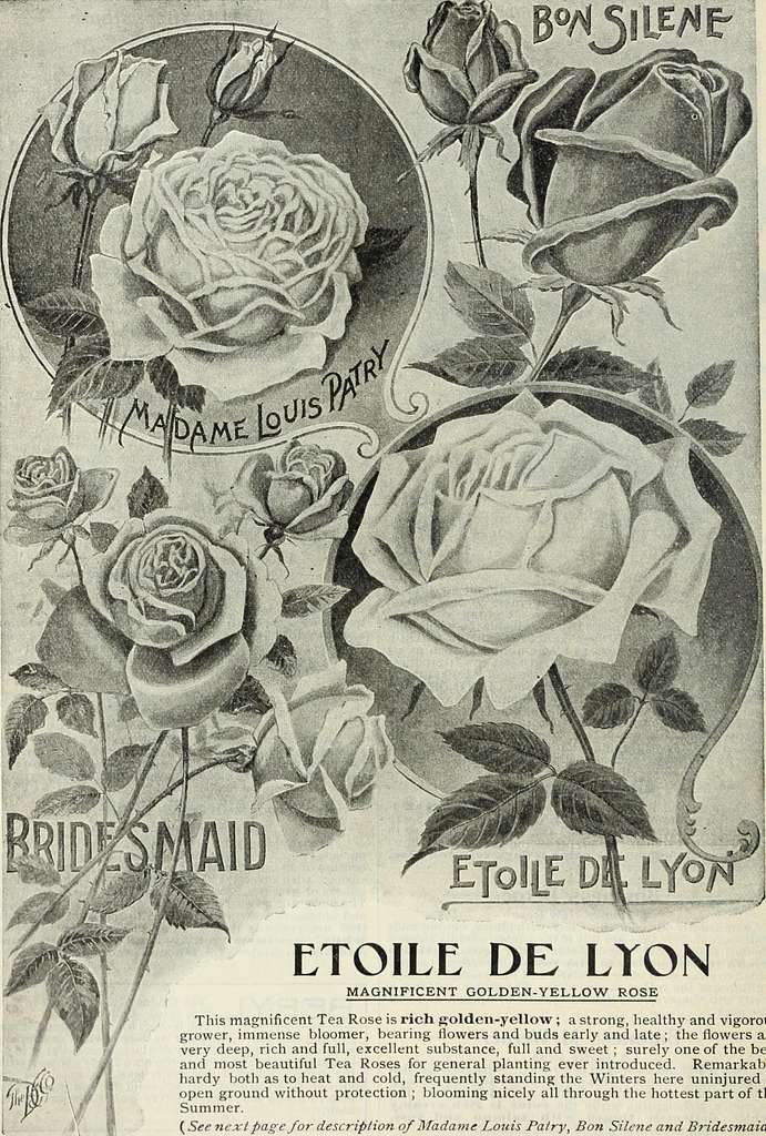 Archive image from page 37 of Dingee guide to rose culture Dingee