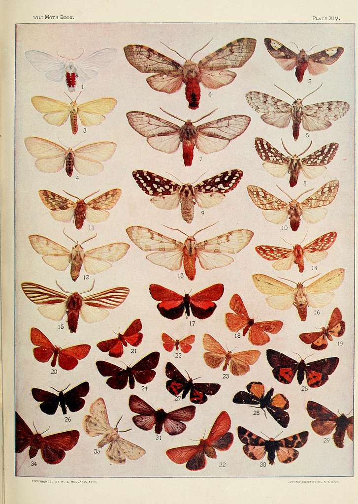 The moth book BHL17026386 - Public domain zoological illustration