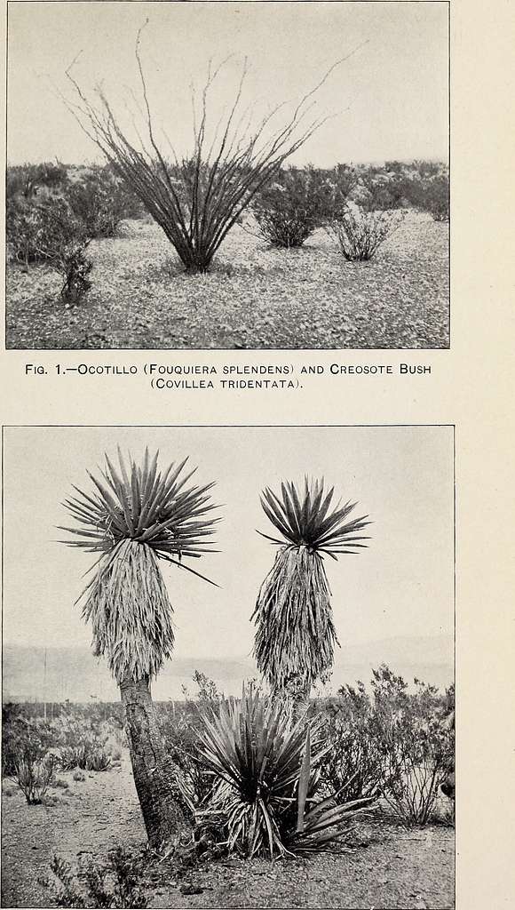 Biological survey of Texas - Life zones, with characteristic species of