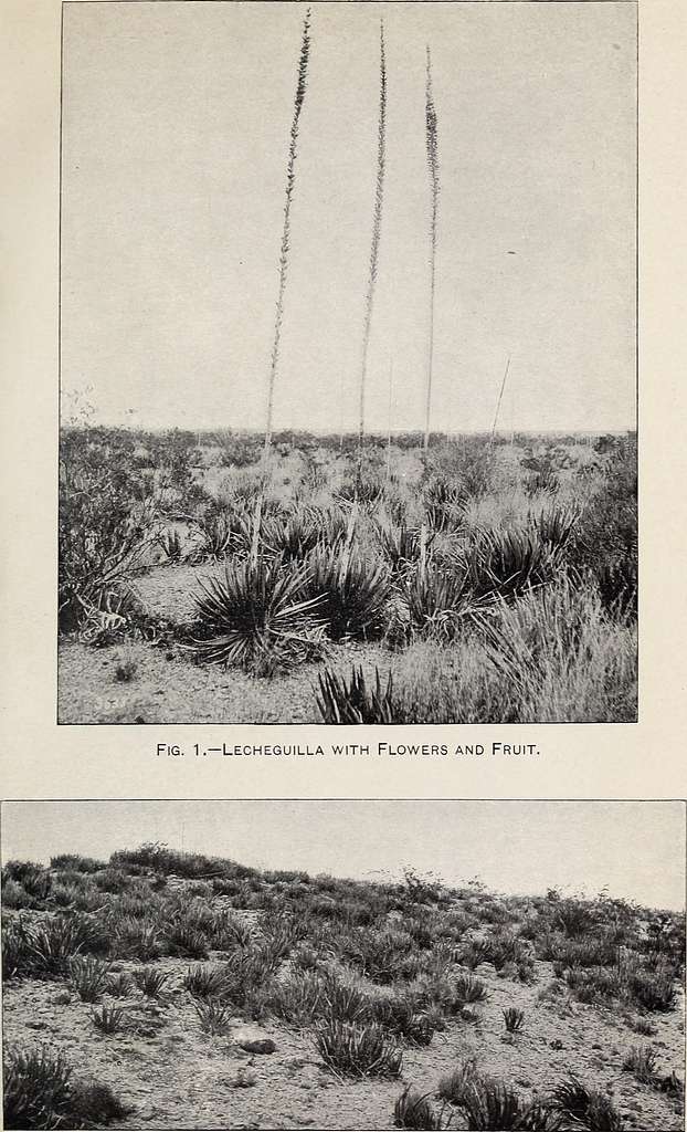 Biological survey of Texas - Life zones, with characteristic species of