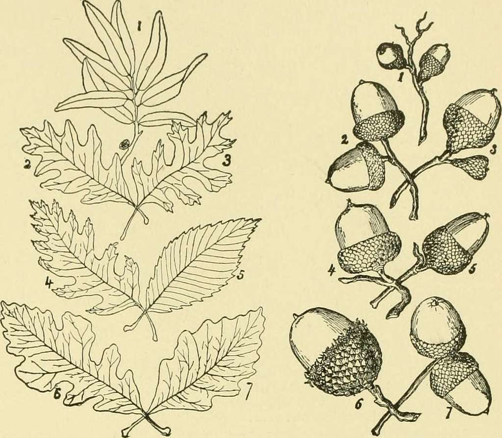 Cyclopedia of American horticulture, comprising suggestions for