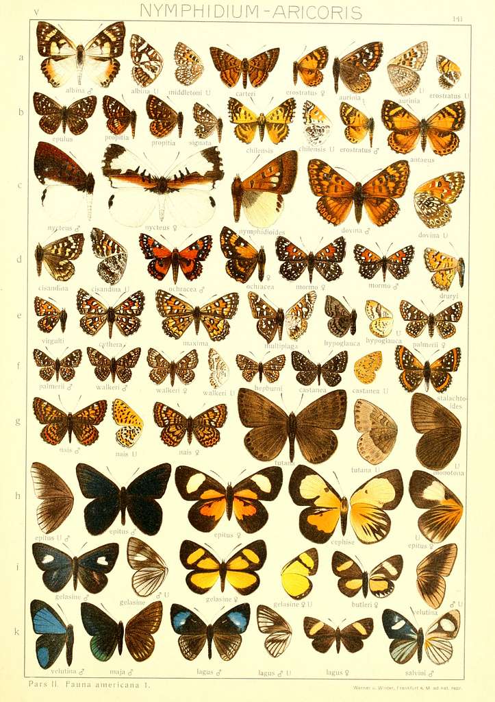 Macrolepidoptera15seit 0309 - Public domain zoological illustration ...