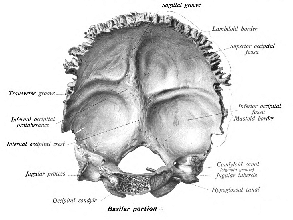 internal occipital crest