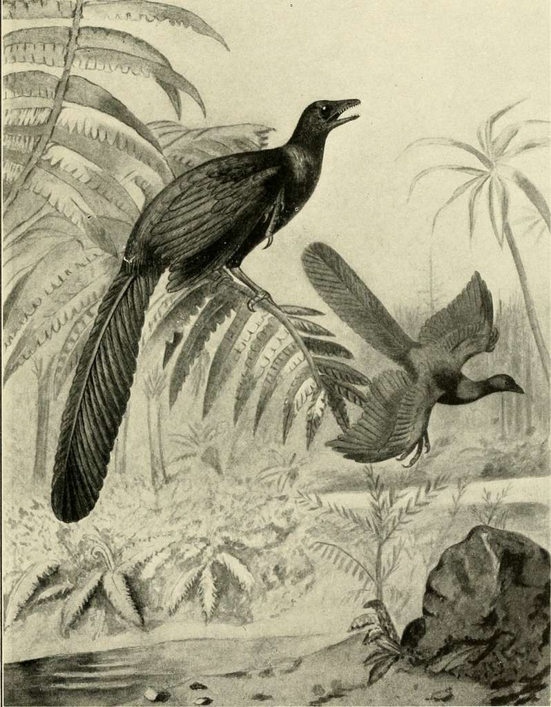 Locations where Two-Toed Birds are found picture