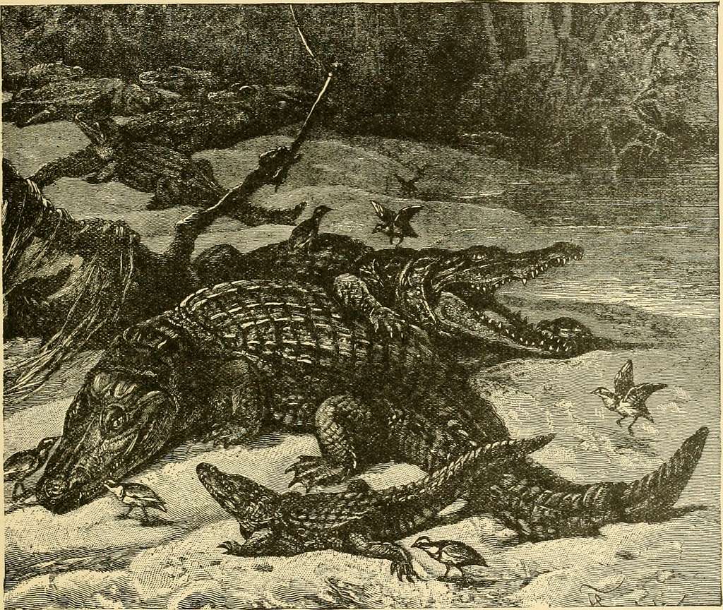 A Crocodile Devouring a Water Snake - Google Art Project - PICRYL - Public  Domain Media Search Engine Public Domain Search