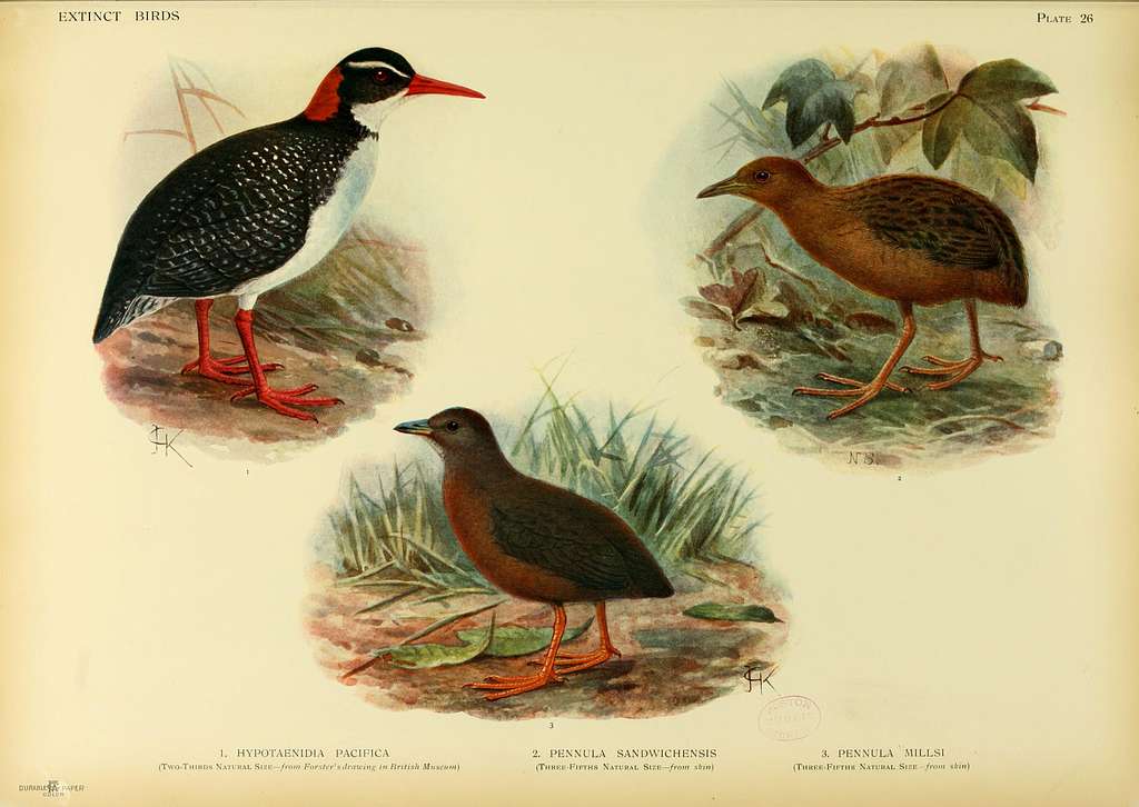 Extinct birds (Plate 26) BHL38665773 - PICRYL - Public Domain