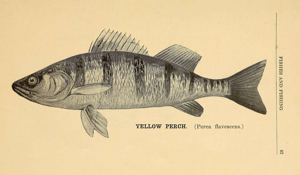 The book of fish and fishing; (1908) (14587614849) - PICRYL - Public Domain  Media Search Engine Public Domain Search