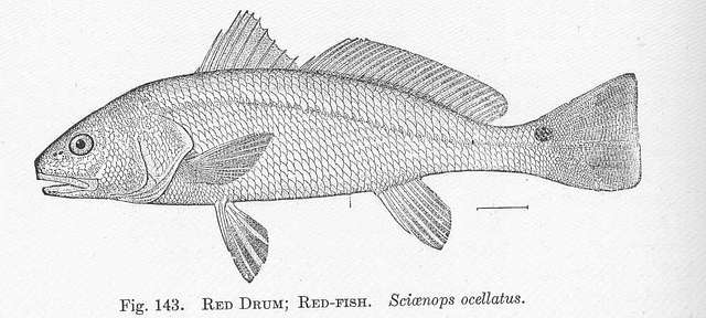 FMIB 51486 Red Drum; Red-Fish Sciaenops ocellatus - PICRYL - Public Domain  Media Search Engine Public Domain Search