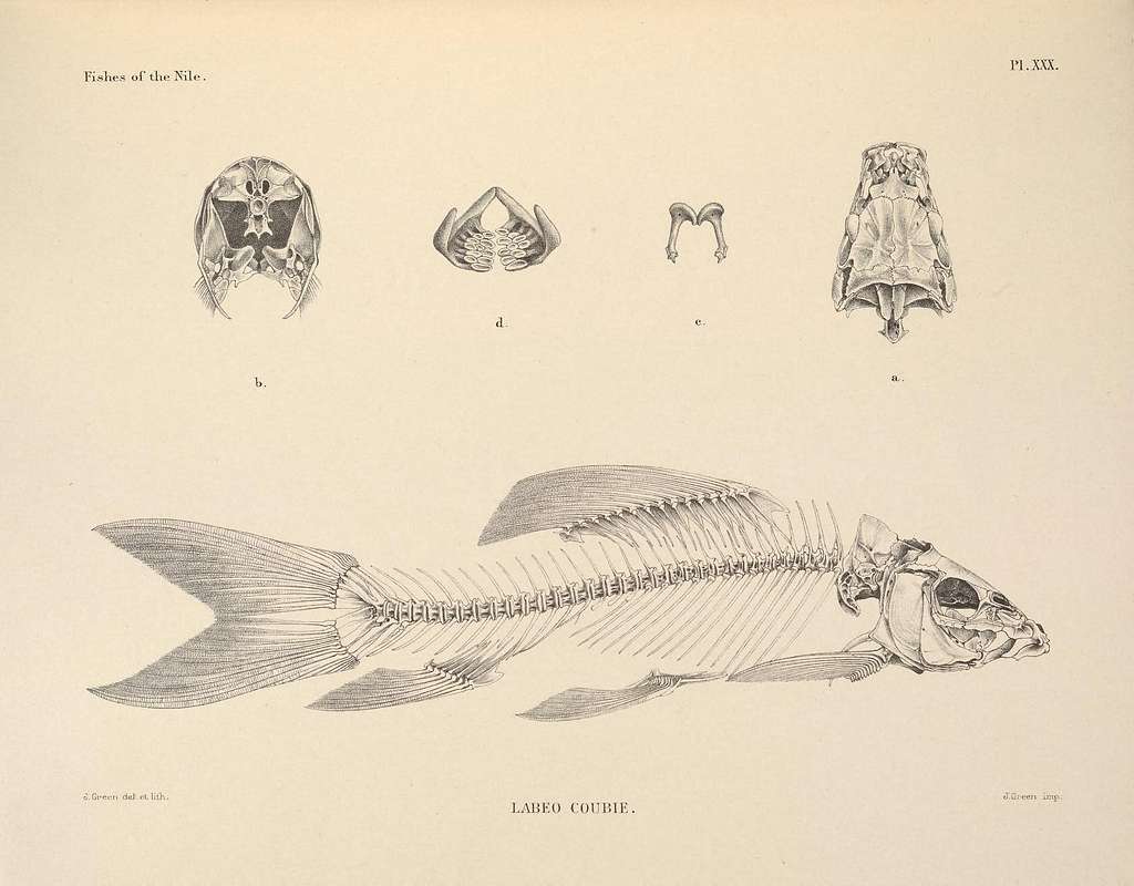 The fishes of the Nile (Pl. XXX) (6961610969) - PICRYL - Public Domain  Media Search Engine Public Domain Search