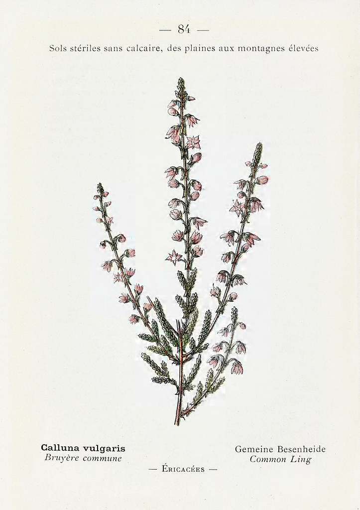 Bouquet of Heather Calluna Vulgaris, Erica, Ling Decorated Satin