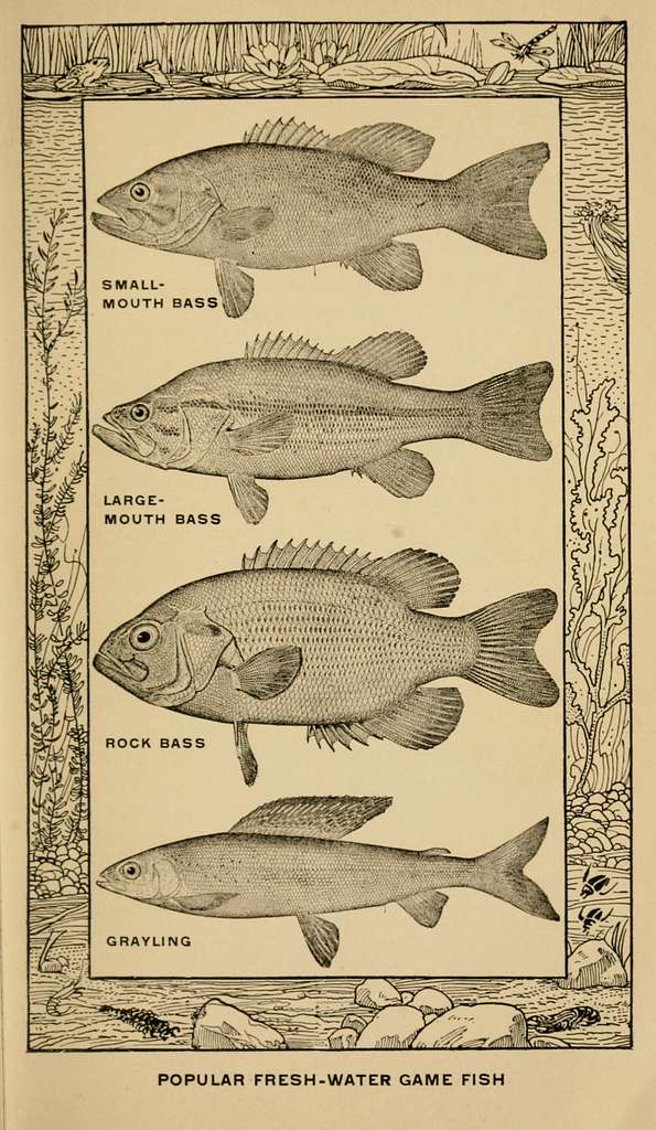 The book of fish and fishing; (1908) (14773939162) - PICRYL - Public Domain  Media Search Engine Public Domain Search