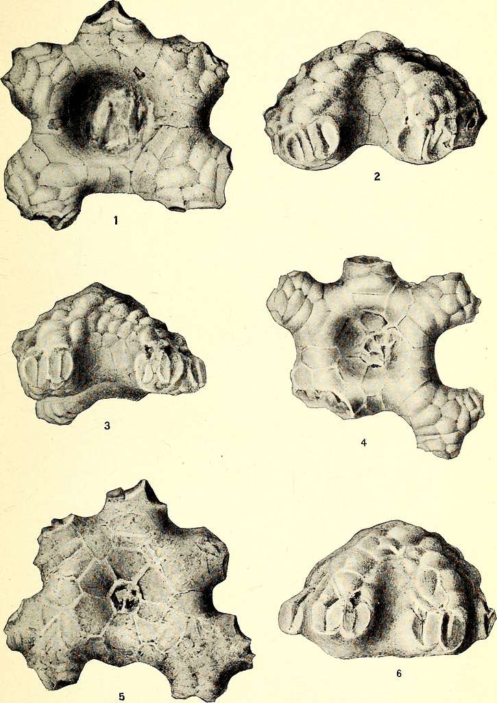 A critical summary of Troosts unpublished manuscript on the crinoids of ...