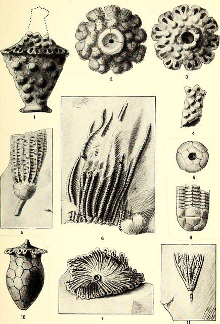 A critical summary of Troosts unpublished manuscript on the crinoids of ...