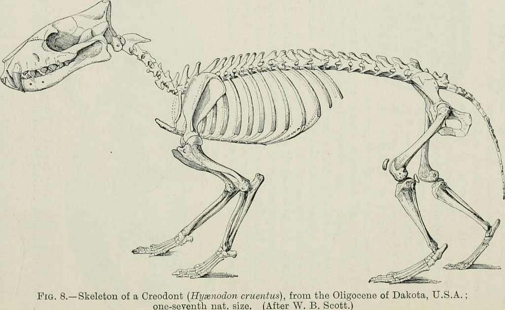 A guide to the fossil mammals and birds in the Department of geology ...