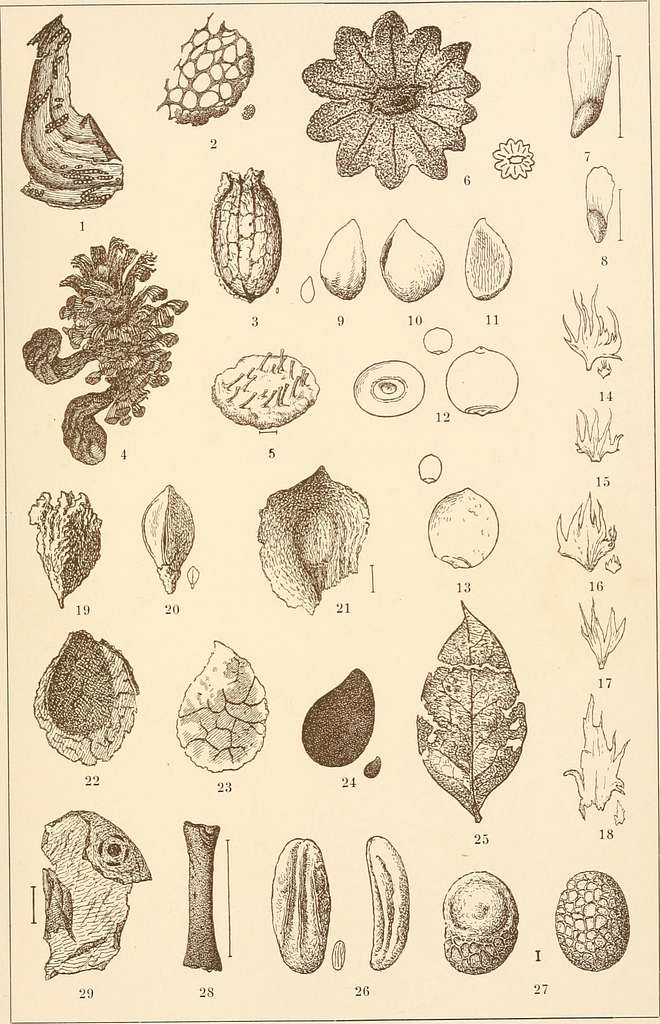 Bidrag til Danmarks tertiaere og diluviale flora (1909