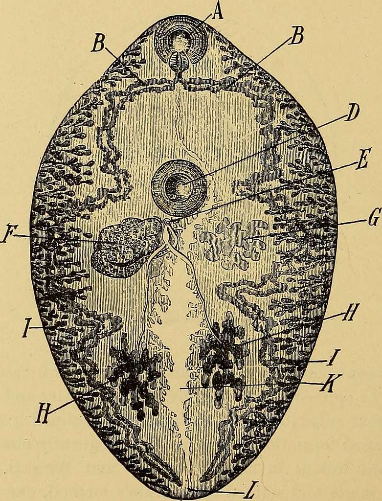 Diagnostic methods, chemical, bacteriological and microscopical