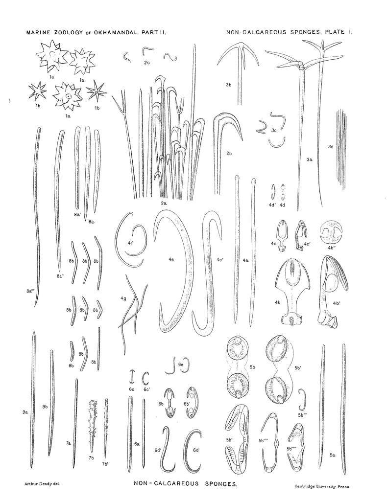 58 Illustrations Of Porifera Image: PICRYL - Public Domain Media Search  Engine Public Domain Search}