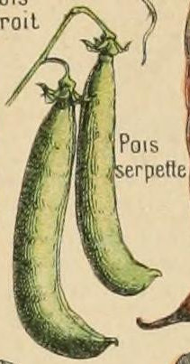 Pois peas . Les Plantes Potageres