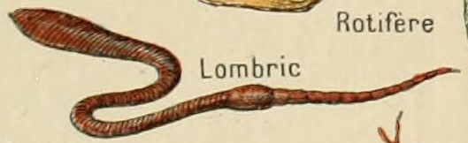 lombric 