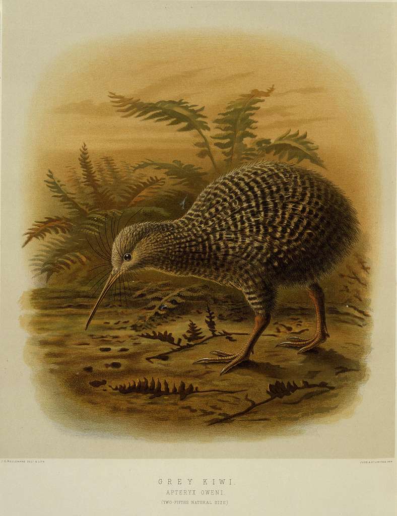 New Zealand's National Bird: Exploring its History, Characteristics ...