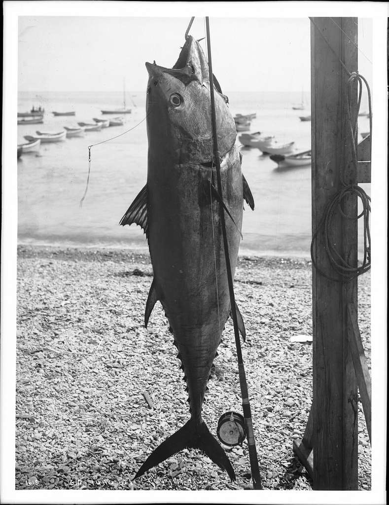Large leaping tuna fish, caught off Santa Catalina Island, ca.1910