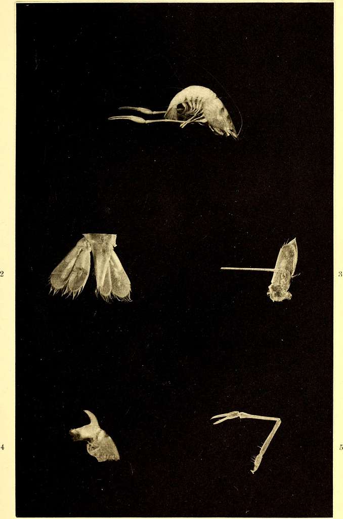 Marine isopods collected in the Philippines by the U.S. fisheries