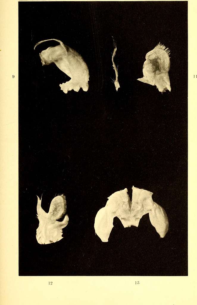 Marine isopods collected in the Philippines by the U.S. fisheries