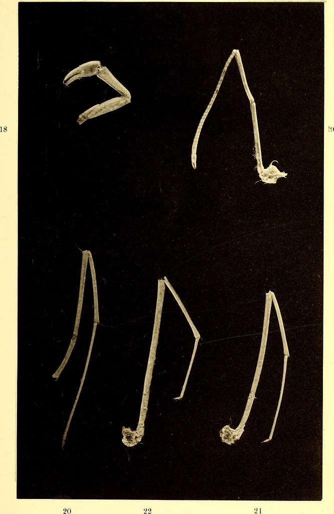 Marine isopods collected in the Philippines by the U.S. fisheries