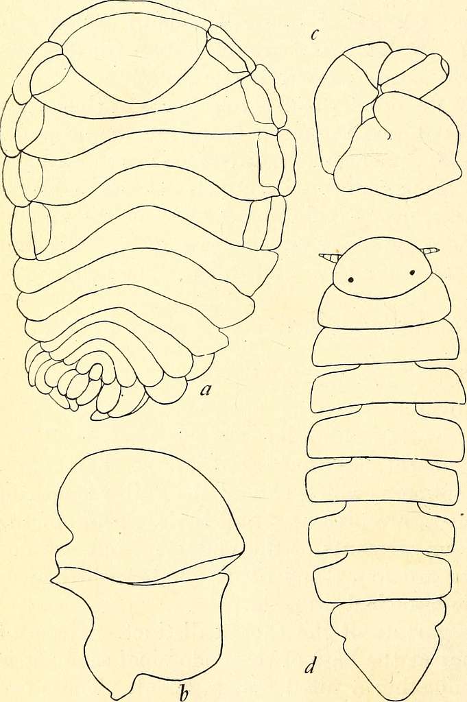 Marine isopods collected in the Philippines by the U.S. fisheries