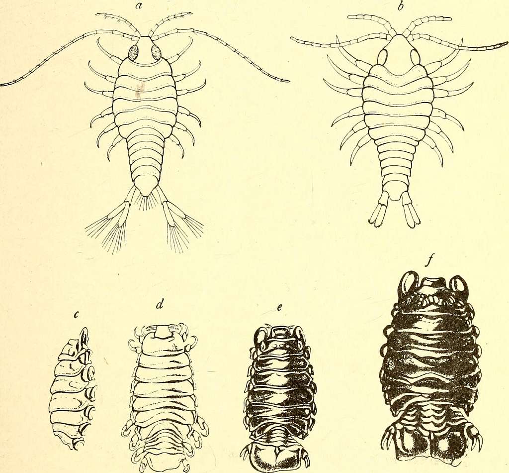 Marine isopods collected in the Philippines by the U.S. fisheries