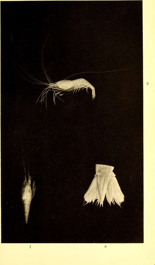 Marine isopods collected in the Philippines by the U.S. fisheries