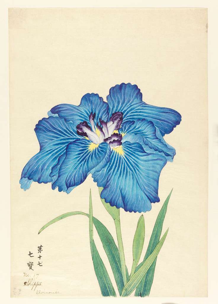 Poster Blue iris 