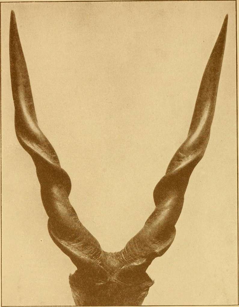 Records of big game : with their distribution, characteristics