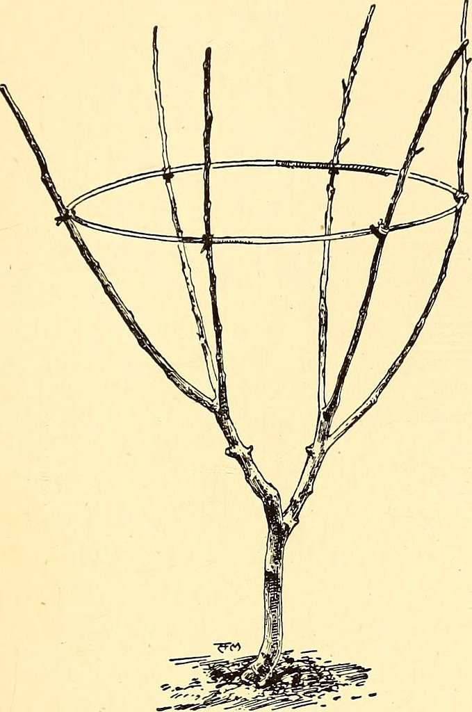 https://cdn2.picryl.com/photo/1910/12/31/the-gardeners-assistant-a-practical-and-scientific-exposition-of-the-art-of-dddd96-1024.jpg