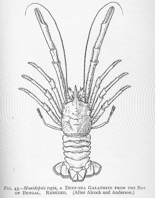 FMIB 46434 Brine Shrimp (Artemia salina) - PICRYL - Public Domain