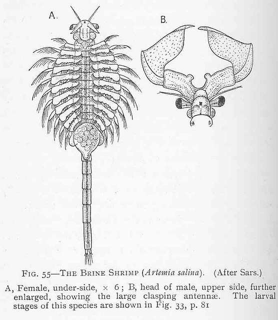 FMIB 46434 Brine Shrimp (Artemia salina) - PICRYL - Public Domain Media  Search Engine Public Domain Search