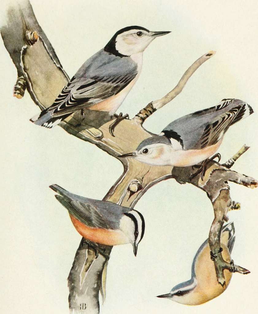 "Pigeon bird image"
