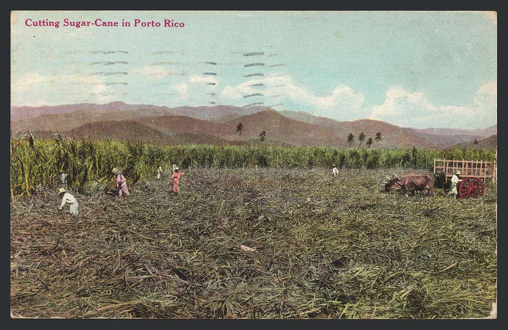 Cutting Sugar Cane In Porto Rico Cortando Caña De Azucar En Puerto Rico Picryl Public 3167