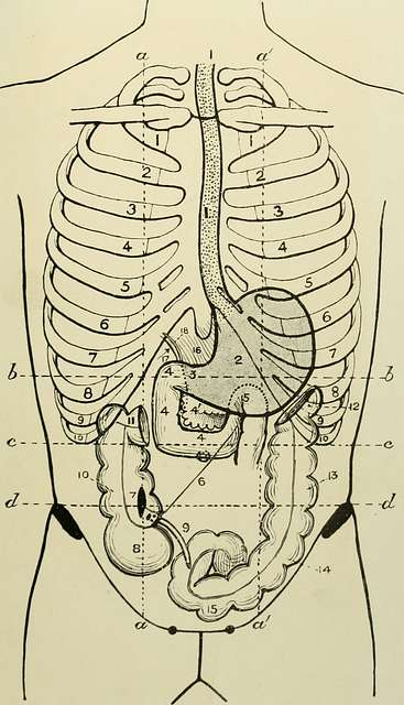 Landmarks and surface markings of the human body (1913) (14741304036 ...