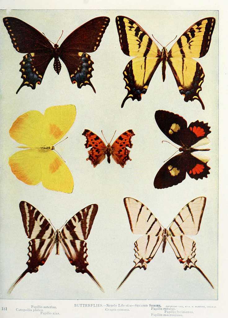 58 Papilionidae illustrations Images: PICRYL - Public Domain