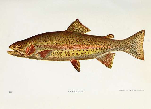 Rainbow Trout Vintage Illustration | Cap