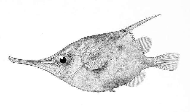 Notopogon lilliei - A black and white drawing of a fish - PICRYL