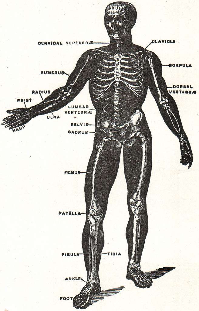 Vision Scientific Full Size Disarticulated Human Skeleton - Walmart.com