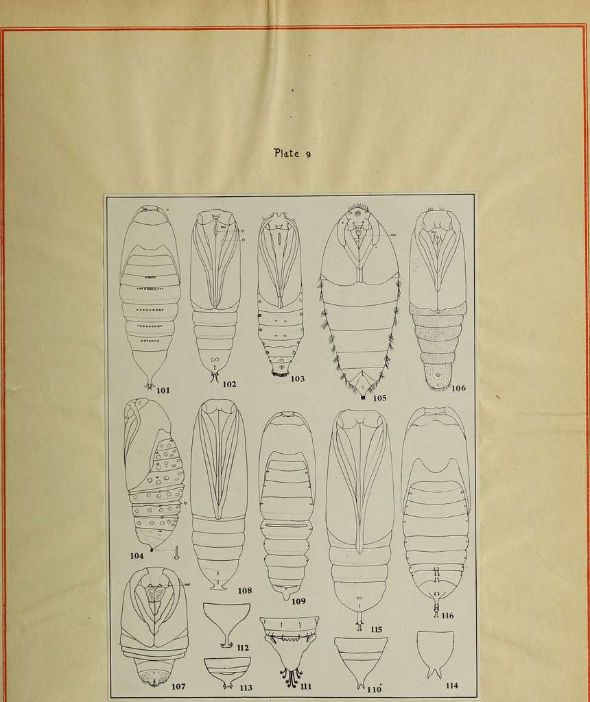 A Classification Of The Lepidoptera Based On Characters Of The Pupa ...