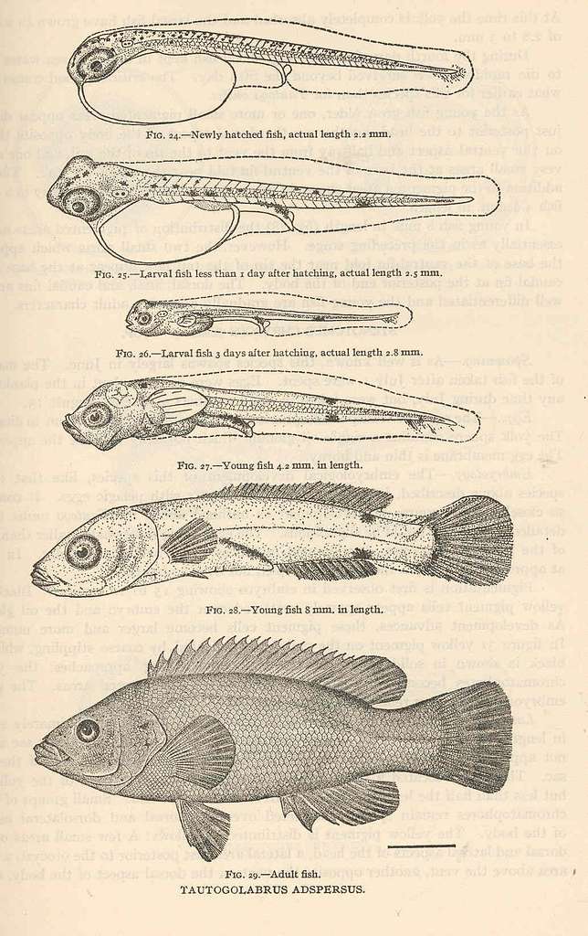 25 Fish life cycle Images: PICRYL - Public Domain Media Search