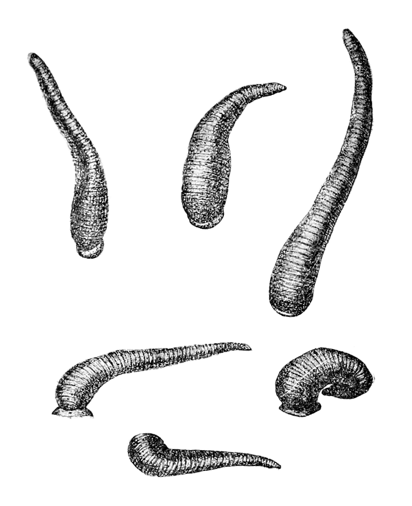 grayscale worms or leeches